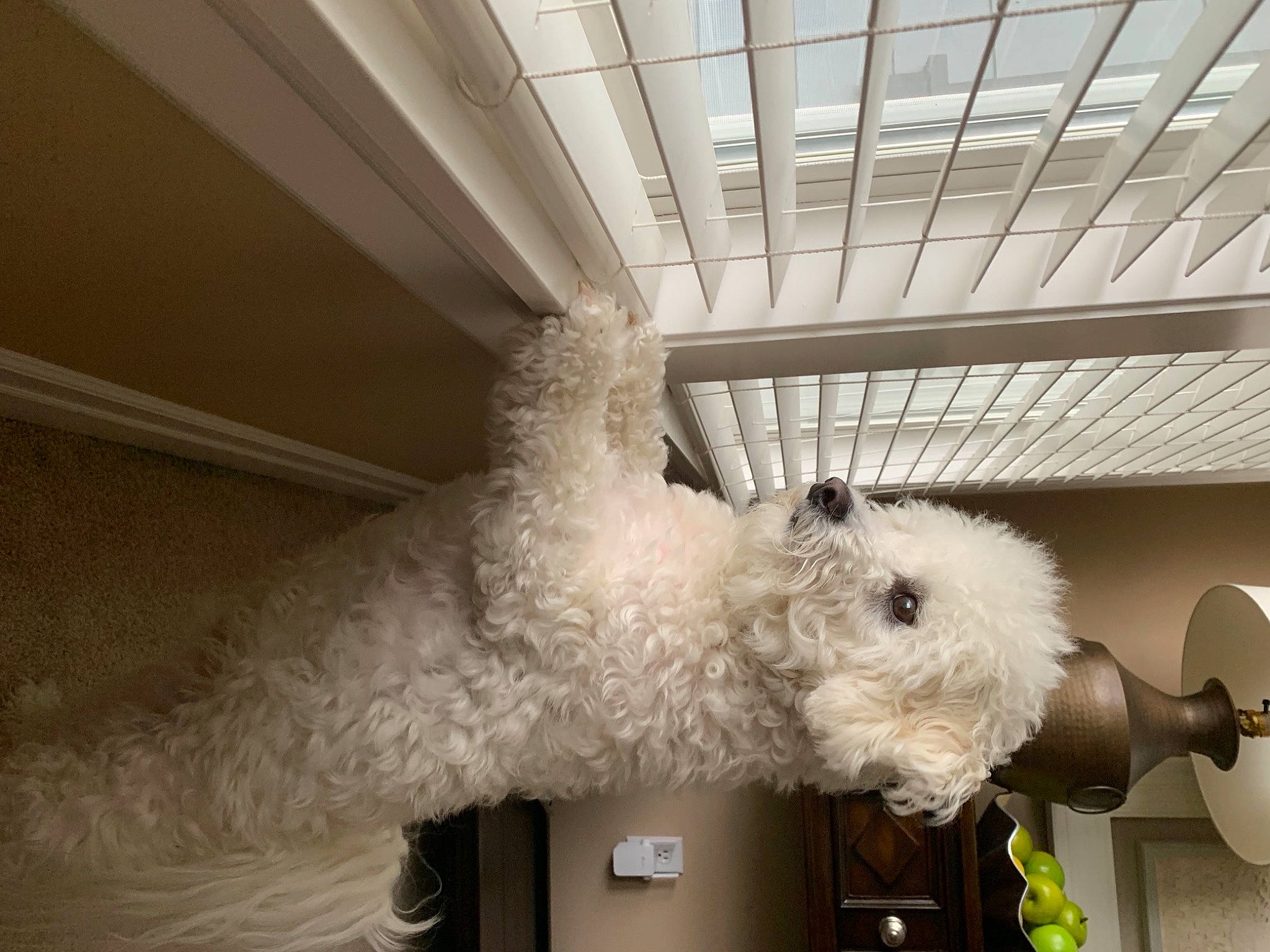 Poky is registered to the contest to win money with this photo: bichon, canidae, carnivore, ceiling, companion_dog, dog, dog_breed, eyewear, fur, labradoodle, poodle, poodle_crossbreed, room, sheep, snout, stuffed_toy, terrier, toy, toy_dog, wood