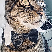 Miggles is registered to the contest to win money with this photo: cat, tabby, bow_tie, collar, whiskers, close_up, pet, feline, indoor, portrait, animal, striped, cute, domestic_cat, mammal, looking_away, fur, ears, yellow_eyes, stylish