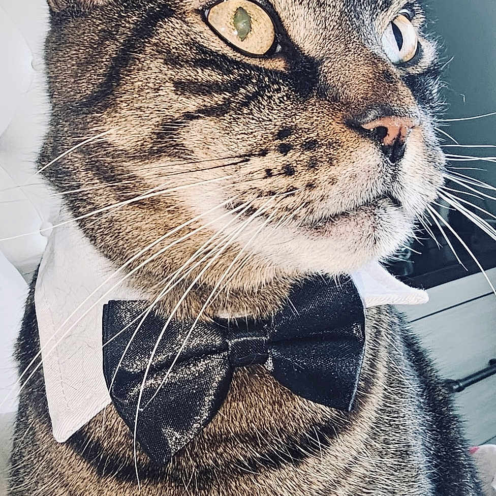 Miggles is registered to the contest to win money with this photo: cat, tabby, bow_tie, collar, whiskers, close_up, pet, feline, indoor, portrait, animal, striped, cute, domestic_cat, mammal, looking_away, fur, ears, yellow_eyes, stylish