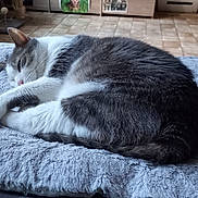 Mistigris a rejoint le concours — aidez-le/la à gagner de superbes lots ! cat, sleeping, gray_and_white, fluffy_blanket, indoor, cozy, pet, fur, cute, resting, animal, home, flooring, tile, domestic_cat, relaxed, feline, soft_texture, curled_up, quiet