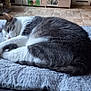 cat, sleeping, gray_and_white, fluffy_blanket, indoor, cozy, pet, fur, cute, resting, animal, home, flooring, tile, domestic_cat, relaxed, feline, soft_texture, curled_up, quiet