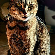 Luminary Summer is registered to the contest to win money with this photo: animal, cat, closeup, cute, domestic, ears, eyes, face, feline, fur, indoor, light, looking, mammal, pet, portrait, shadow, sitting, tabby, whiskers