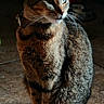 Luminary Summer joined the competition — help win amazing prizes! animal, cat, collar, cute, domestic, ears, feline, floor, fur, indoor, looking_away, mammal, pet, portrait, shadow, sitting, sunlight, tabby, tile, whiskers