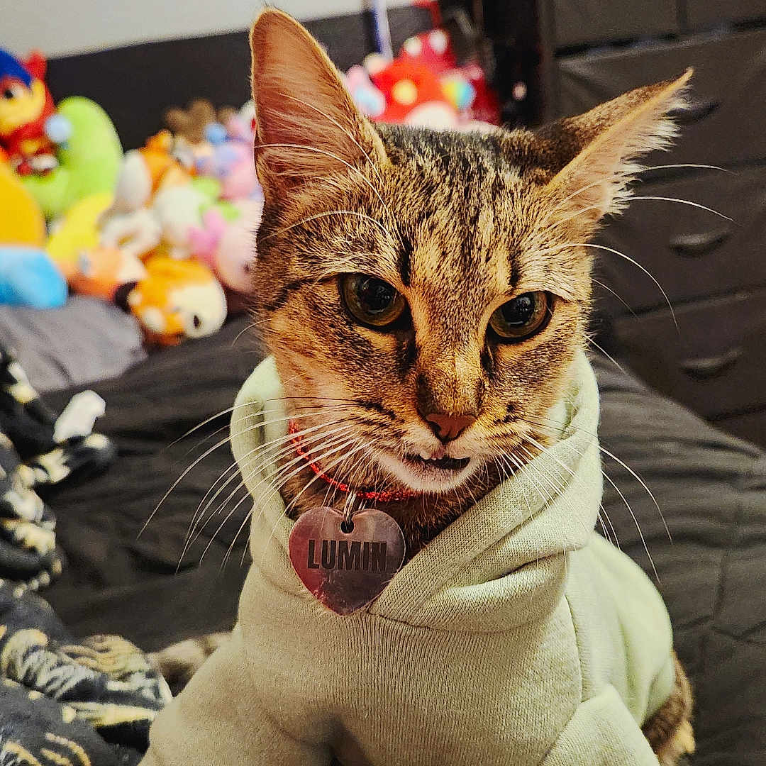 Luminary Summer is registered to the contest to win money with this photo: animal, bed, bedroom, cat, close_up, collar, cozy, curious, cute, domestic_cat, furniture, heart_shaped_tag, hoodie, indoor, pet, pet_accessories, plush_toys, soft_lighting, tabby_cat, whiskers