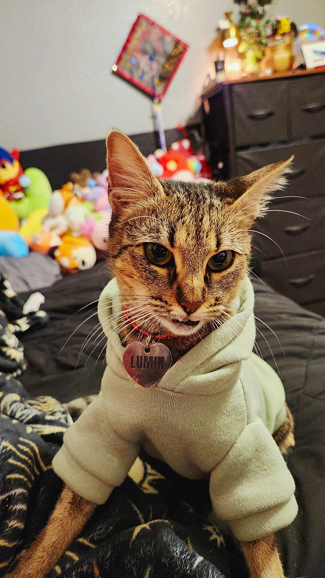 Luminary Summer is registered to the contest to win money with this photo: cat, tabby_cat, hoodie, pet, indoor, bed, plush_toys, collar, heart_shaped_tag, cozy, curious, whiskers, bedroom, furniture, soft_lighting, close_up, animal, domestic_cat, cute, pet_accessories