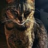Luminary Summer is registered to the contest to win money with this photo: animal, cat, closeup, cute, domestic, ears, expression, feline, fur, indoor, light, mammal, pet, portrait, quiet, shadow, sitting, tabby, texture, whiskers