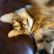 Luminary Summer joined the competition — help win amazing prizes! cat, tabby, pet, animal, fur, whiskers, paw, close_up, indoor, leather, playful, teeth, mouth, yellow_eyes, blurred, motion, stretching, domestic_cat, feline, resting