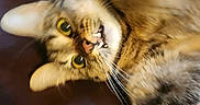 Luminary Summer joined the competition — help win amazing prizes! animal, blurred, cat, close_up, domestic_cat, feline, fur, indoor, leather, motion, mouth, paw, pet, playful, resting, stretching, tabby, teeth, whiskers, yellow_eyes