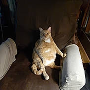 Autumn is registered to the contest to win money with this photo: cat, orange_tabby, armchair, furniture, indoor, pet, relaxed, seated, brown, cozy, fluffy, cute, domestic_cat, whiskers, tail, ears, animal, mammal, home, resting