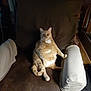 cat, orange_tabby, armchair, furniture, indoor, pet, relaxed, seated, brown, cozy, fluffy, cute, domestic_cat, whiskers, tail, ears, animal, mammal, home, resting
