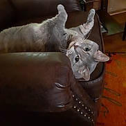 Ash joined the competition — help win amazing prizes! cat, gray_tabby, leather_chair, upside_down, indoor, curious, wide_eyes, furniture, armchair, cozy, relaxed, pet, whiskers, ears, floor_rug, home, wooden_furniture, comfort, animal, playful