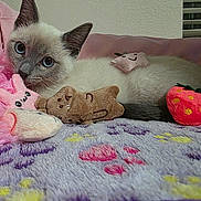 Meko joined the competition — help win amazing prizes! cat, kitten, siamese, plush_toys, blanket, pink, purple, cozy, cute, furry, indoor, pet, resting, soft_toys, stuffed_animals, star_toy, strawberry_toy, playful, relaxed, animal