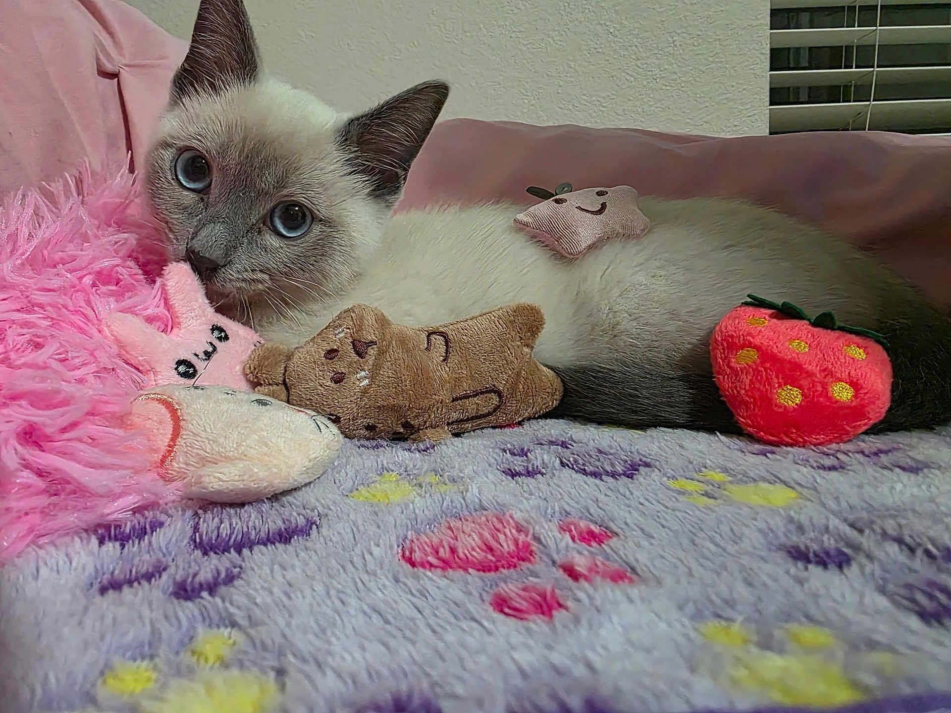 Meko joined the competition — help win amazing prizes! cat, kitten, siamese, plush_toys, blanket, pink, purple, cozy, cute, furry, indoor, pet, resting, soft_toys, stuffed_animals, star_toy, strawberry_toy, playful, relaxed, animal