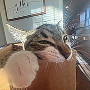 Clara is registered to the contest to win money with this photo: cat, tabby, box, paw, indoor, sunlight, shadow, home, kitchen, decor, furniture, curious, pet, animal, whiskers, closeup, relaxing, cozy, window, daylight