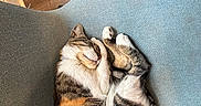 Clara joined the competition — help win amazing prizes! animal, blue_chair, cat, chair, cozy, curled_up, domestic_cat, fur, furniture, home, indoor, nap, paw, pet, quiet, relaxation, resting, sleeping, tabby_cat, whiskers