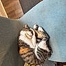 Clara joined the competition — help win amazing prizes! cat, tabby_cat, sleeping, curled_up, chair, blue_chair, indoor, furniture, pet, animal, cozy, nap, resting, fur, whiskers, paw, home, domestic_cat, relaxation, quiet