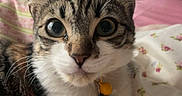 Clara is registered to the contest to win money with this photo: cat, pet, animal, tabby, whiskers, collar, bell, bed, blanket, floral, indoor, window, curious, closeup, feline, cute, resting, fur, ears, portrait