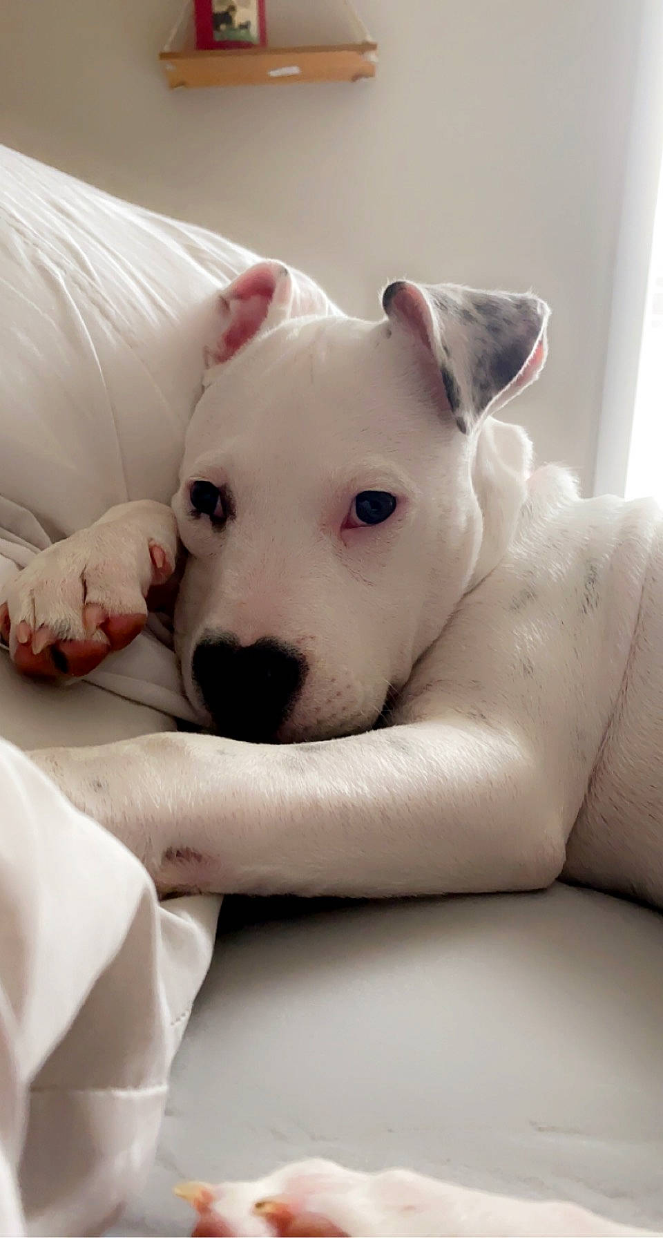 Nova is registered to the contest to win money with this photo: bedding, bull_terrier, canidae, carnivore, collar, comfort, companion_dog, couch, dog, dog_breed, ear, eye, fawn, linens, snout, sporting_group, terrestrial_animal, toy_dog, whiskers, working_animal