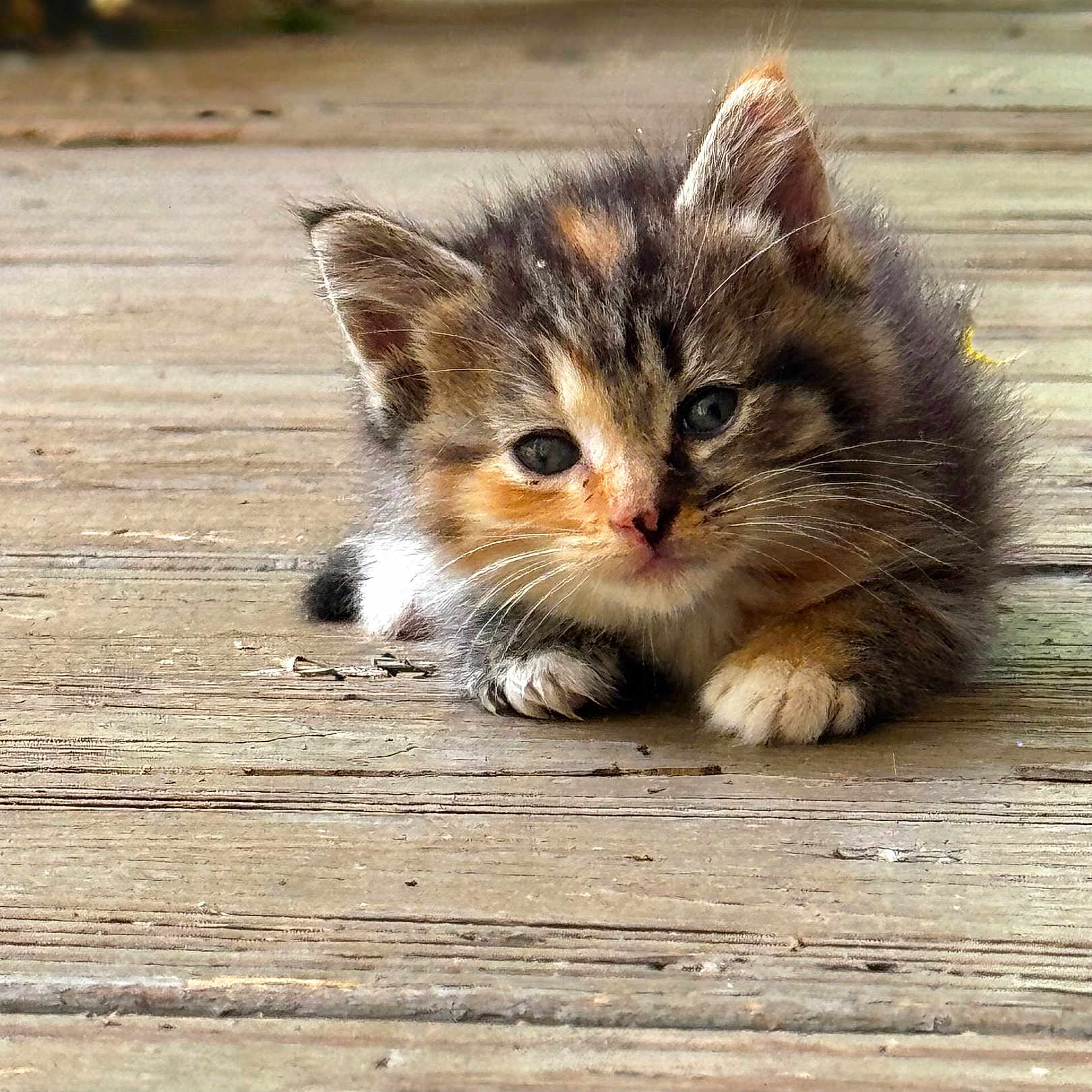 Speaky joined the competition — help win amazing prizes! abyssinian, angora, animal, architecture, boardwalk, bridge, building, cat, deck, hardwood, house, housing, kitten, manx, pet, plywood, porch, water, waterfront, wood