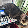 Pogo is registered to the contest to win money with this photo: cat, tabby_cat, keyboard, piano, music_sheet, indoor, curtains, plant, floor, pet, animal, feline, domestic, cozy, window, furniture, relaxed, brown, striped, whiskers