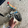 Pogo joined the competition — help win amazing prizes! cat, tabby_cat, carpet, hand, watch, toy, fish_toy, bow_collar, pet, indoor, relaxation, belly_rub, feline, striped, paw, closeup, person, accessory, home, playing