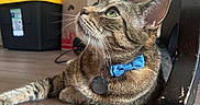 Pogo is registered to the contest to win money with this photo: cat, tabby_cat, bow_tie, pet, indoor, floor, wooden_floor, green_eyes, household, box, tag, furniture, curious, resting, side_view, whiskers, ears, collar, domestic_animal, looking_up