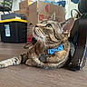 cat, tabby_cat, bow_tie, pet, indoor, floor, wooden_floor, green_eyes, household, box, tag, furniture, curious, resting, side_view, whiskers, ears, collar, domestic_animal, looking_up