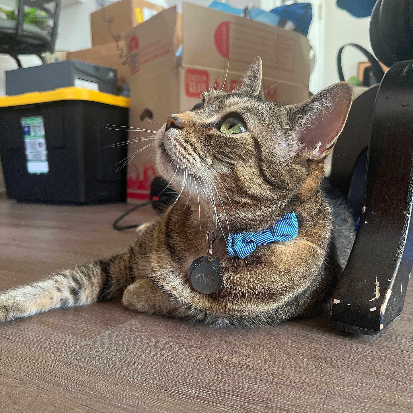 Pogo is registered to the contest to win money with this photo: cat, tabby_cat, bow_tie, pet, indoor, floor, wooden_floor, green_eyes, household, box, tag, furniture, curious, resting, side_view, whiskers, ears, collar, domestic_animal, looking_up