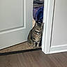 cat, tabby_cat, indoor, doorway, carpet, wood_floor, collar, bow_tie, pet, feline, animal, resting, curious, home, bed, blanket, furniture, quiet, watchful, domestic