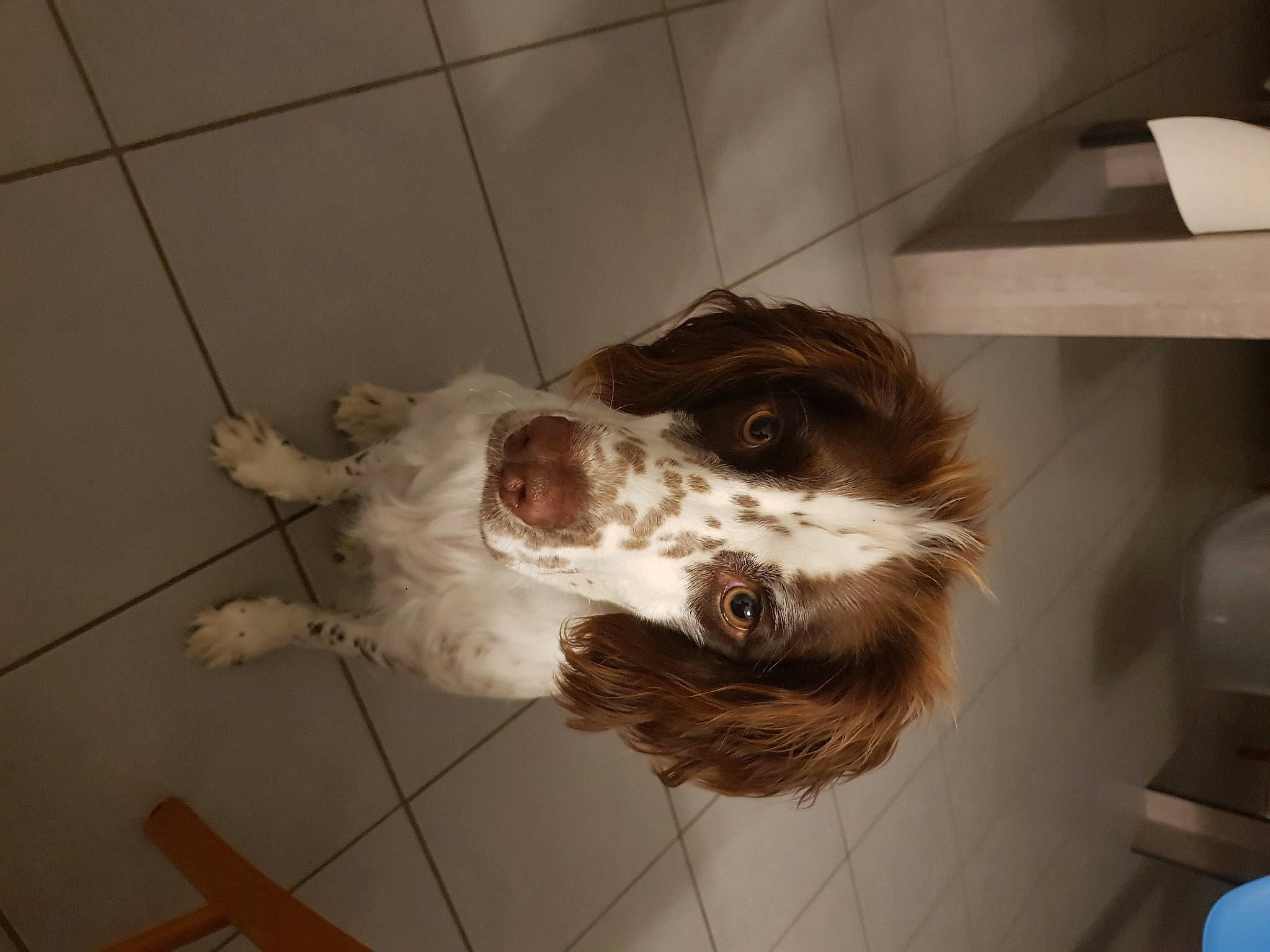 Perle participe au concours pour gagner de l'argent avec cette photo : canidae, carnivore, cavalier_king_charles_spaniel, cocker_spaniel, companion_dog, dog, dog_breed, french_spaniel, fur, gun_dog, jaw, king_charles_spaniel, liver, pet_supply, snout, spaniel, sporting_group, toy_dog, whiskers, working_animal