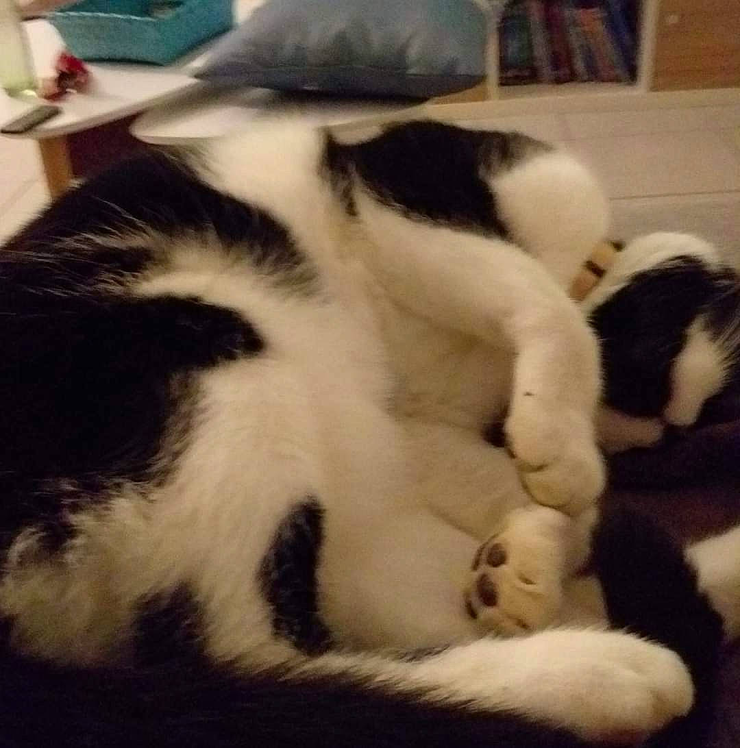 Bounty participe au concours pour gagner de l'argent avec cette photo : bookcase, carnivore, cat, claw, cloud, comfort, companion_dog, dog_breed, domestic_short_haired_cat, felidae, fur, linens, metal, paw, sky, small_to_medium_sized_cats, snout, tail, terrestrial_animal, whiskers