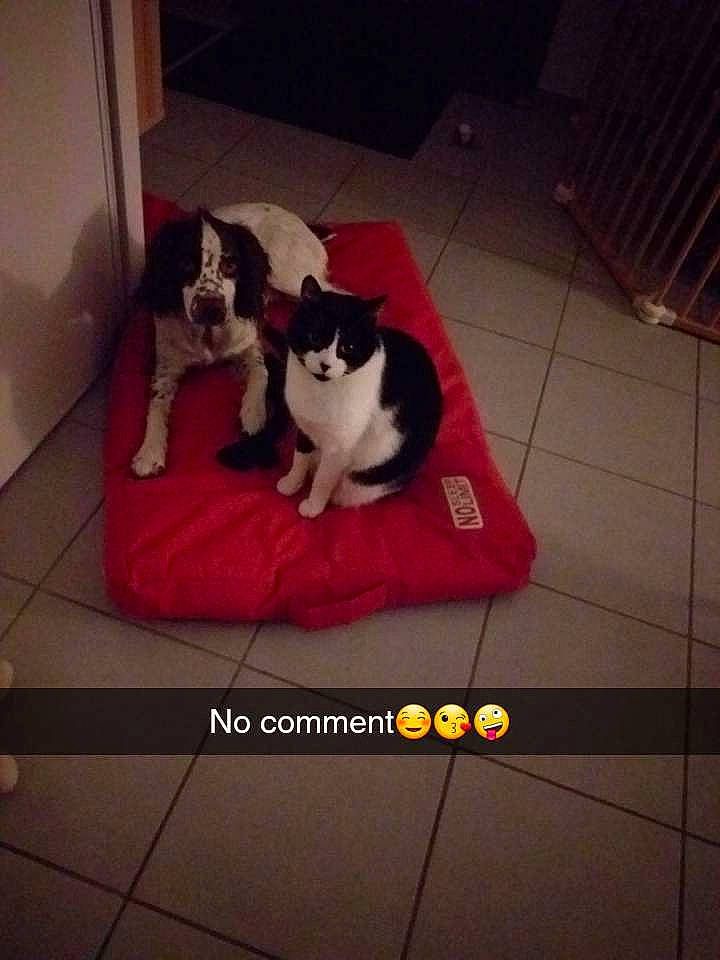 Bounty participe au concours pour gagner de l'argent avec cette photo : carnivore, cat, comfort, companion_dog, felidae, floor, flooring, font, fur, hardwood, lap, mammal, photo_caption, room, sky, small_to_medium_sized_cats, sportswear, tail, whiskers, wood