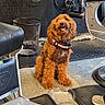 dog, brown_dog, curly_fur, pet, happy, indoor, barber_chair, salon, floor, smiling, collar, metal, trash_can, footwear, waiting, cute, animal, seat, black, interior
