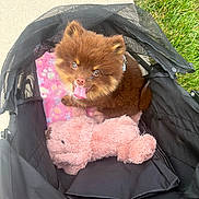 Cocoa is registered to the contest to win money with this photo: puppy, dog, fluffy, brown, stroller, pink_blanket, stuffed_animal, toy, grass, sidewalk, happy, cute, pet, animal, outdoor, tongue_out, playful, young_dog, canine, pet_accessory