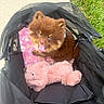 puppy, dog, fluffy, brown, stroller, pink_blanket, stuffed_animal, toy, grass, sidewalk, happy, cute, pet, animal, outdoor, tongue_out, playful, young_dog, canine, pet_accessory