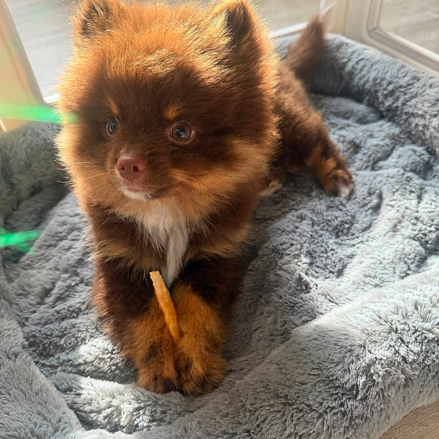 Cocoa