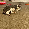 Misha joined the competition — help win amazing prizes! cat, gray_cat, white_cat, carpet, floor, cat_toy, scratching_post, pet, indoor, relaxed, lying_down, feline, animal, home, playful, resting, paws, ears, whiskers, fur