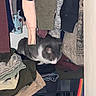 cat, clothes, closet, folded_clothes, hanging_clothes, gray_cat, white_cat, indoor, feline, fabric, wardrobe, sitting, curious, pet, textile, stacked_clothes, sleeve, sweater, jeans, casual_wear
