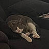 cat, gray_cat, white_paws, couch, indoor, pet, animal, resting, sleepy, feline, cozy, fur, living_room, relaxing, domestic_cat, mammal, cute, companion, quiet, home