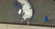 Misha joined the competition — help win amazing prizes! cat, gray_cat, white_cat, carpet, floor, tile_floor, cat_toys, interactive_toy, bird_toy, mouse_toy, feathers, indoor, pet, playful, resting, animal, cute, feline, household, relaxed