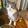 cat, gray_cat, white_cat, indoor, table, wooden_table, green_eyes, pet, animal, curious, feline, ears, whiskers, domestic_cat, household, room, doorway, cat_tree, object, glass_lid