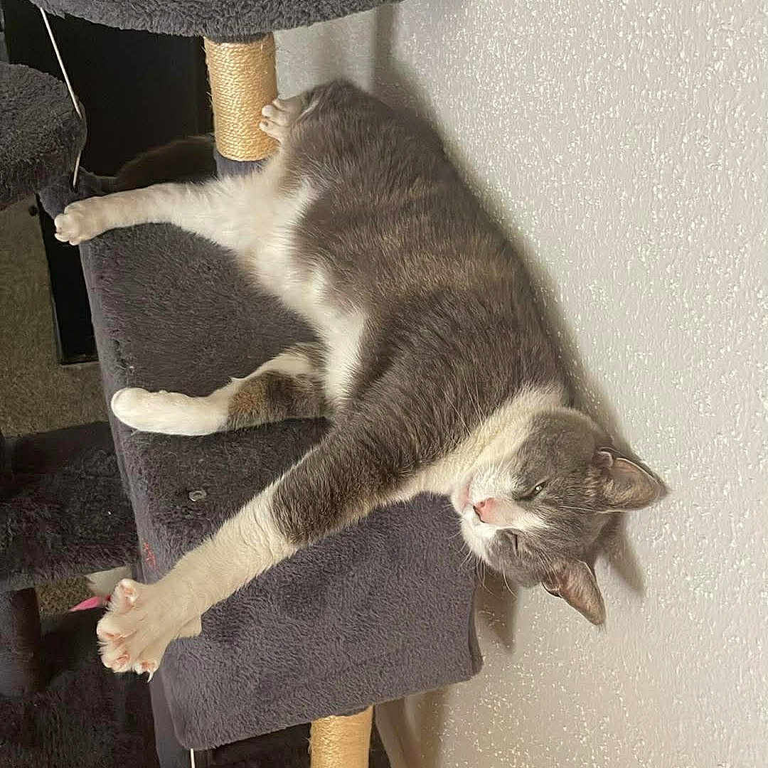 Misha