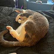 Misha joined the competition — help win amazing prizes! cat, sleeping, curled_up, paw_covering_face, bed, blanket, quilt, indoor, pet, feline, tail, cozy, resting, animal, domestic, fur, cute, relaxed, black, white