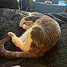 cat, sleeping, curled_up, paw_covering_face, bed, blanket, quilt, indoor, pet, feline, tail, cozy, resting, animal, domestic, fur, cute, relaxed, black, white