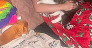 Sassy is registered to the contest to win money with this photo: cat, person, blanket, plush_toy, cushion, sleeping, indoor, comfort, cozy, resting, hand, red_blanket, patterned_blanket, furry, tabby_cat, white_fur, home, relaxation, soft_texture, warmth