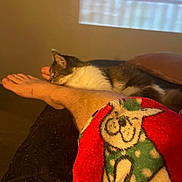 Sassy is registered to the contest to win money with this photo: animal, blanket, cartoon, casual, cat, colorful, couch, cozy, fabric, foot, fur, furniture, home, indoor, leg, pattern, pet, relaxation, resting, warm_lighting