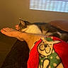 animal, blanket, cartoon, casual, cat, colorful, couch, cozy, fabric, foot, fur, furniture, home, indoor, leg, pattern, pet, relaxation, resting, warm_lighting