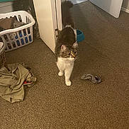 Sassy is registered to the contest to win money with this photo: cat, indoor, carpet, laundry_basket, clothes, sock, door, room, pet, fur, curious, walking, household, messy, domestic, animal, floor, feline, home, interior