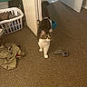 animal, carpet, cat, clothes, curious, domestic, door, feline, floor, fur, home, household, indoor, interior, laundry_basket, messy, pet, room, sock, walking