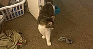 Sassy is registered to the contest to win money with this photo: animal, carpet, cat, clothing, curious, domestic, door, feline, floor, fur, home, household, indoor, laundry_basket, messy, pet, room, sock, tail, walking